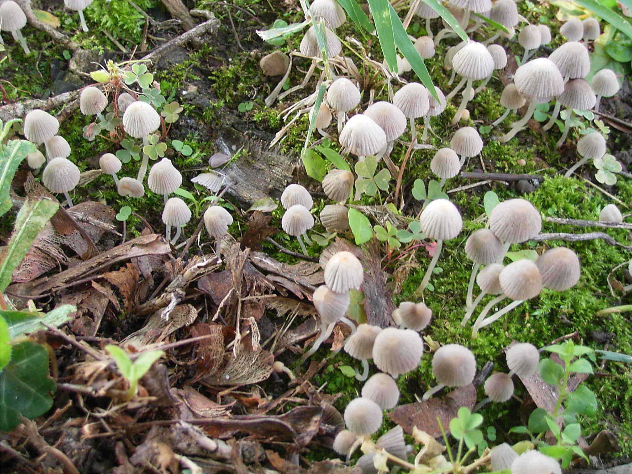 Altri funghi vicino al mio ufficio